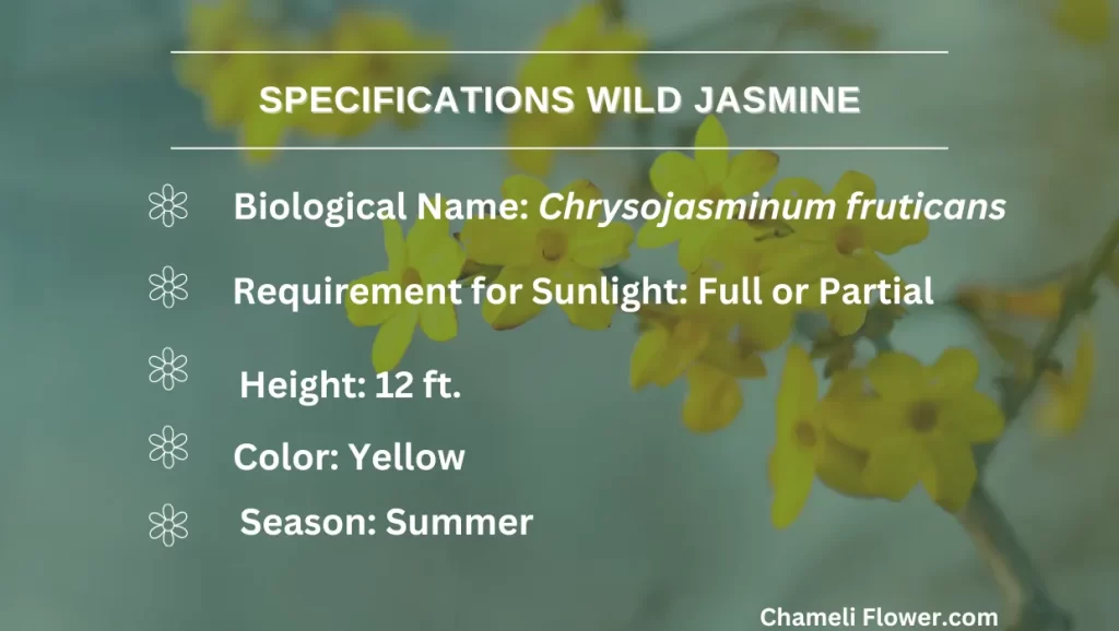 chameli flower wild jasmine