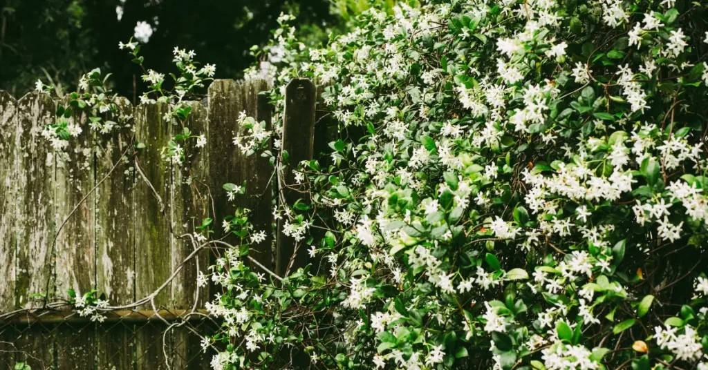 chameli flower gardening techniques