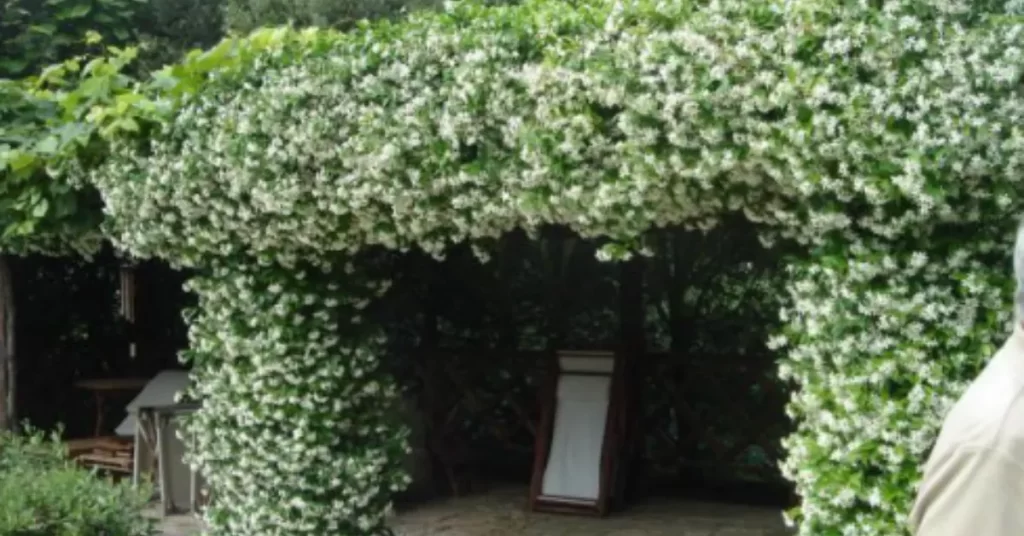 chameli flower gardening techniques-arbor cultivation