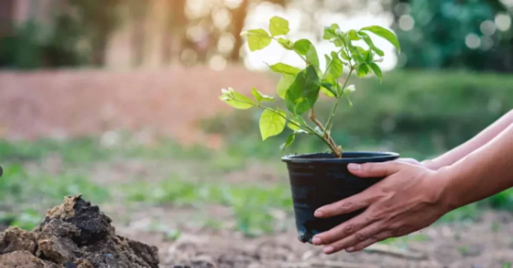 chameli flower gardening techniques-planting on ground