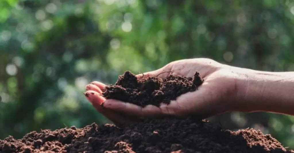 chameli flower gardening techniques-soil