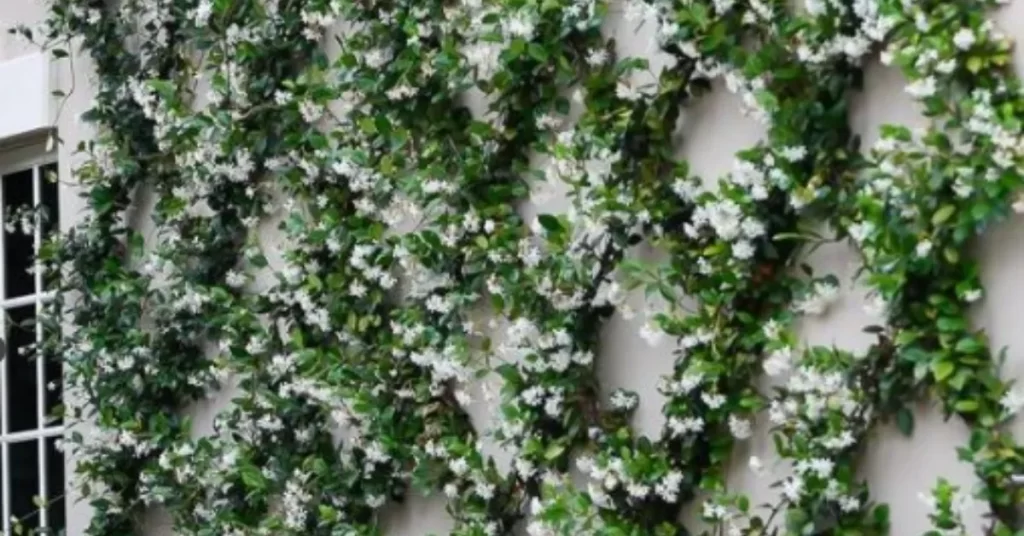 jasmine trellis cultivation