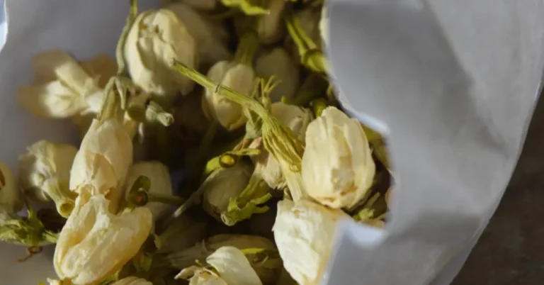 Jasmine Flower Preservation: 7 Methods