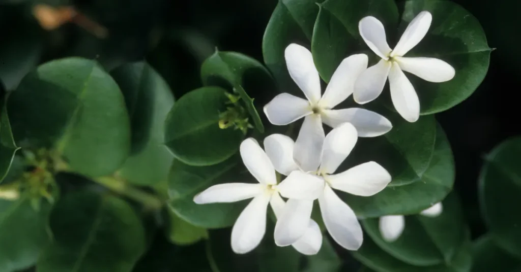 white chameli flower image