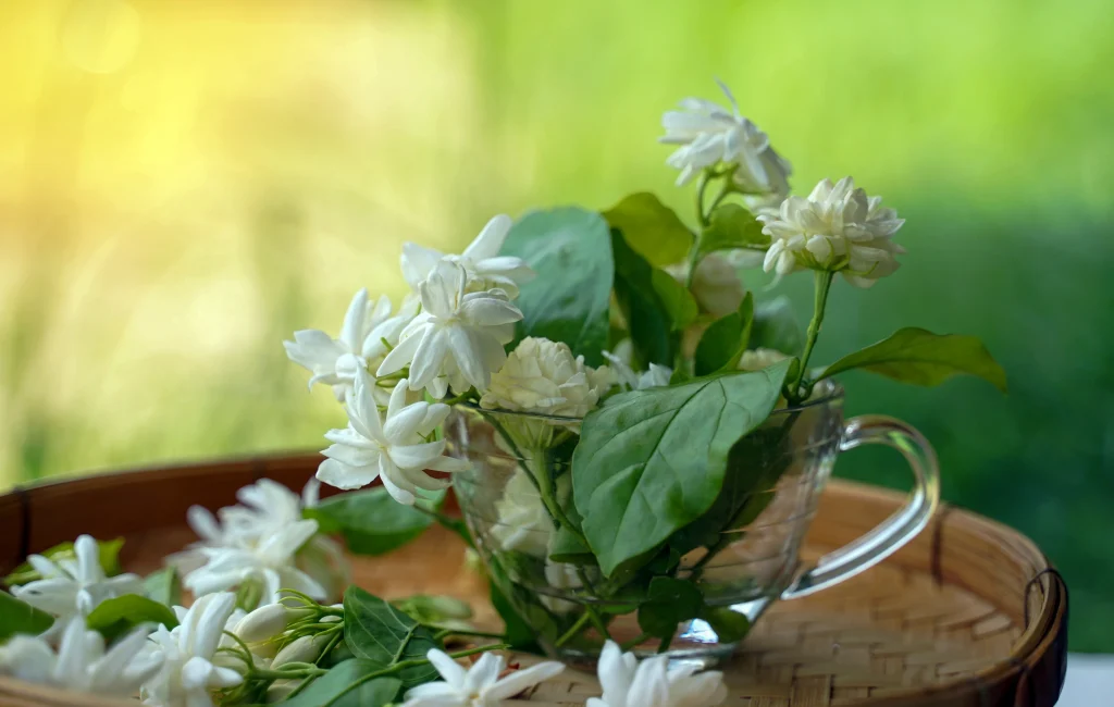 arabian jasmine flower