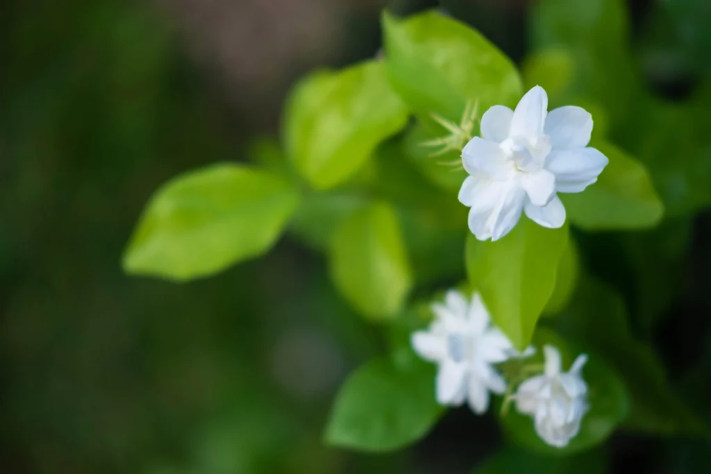 beautiful chameli flower image