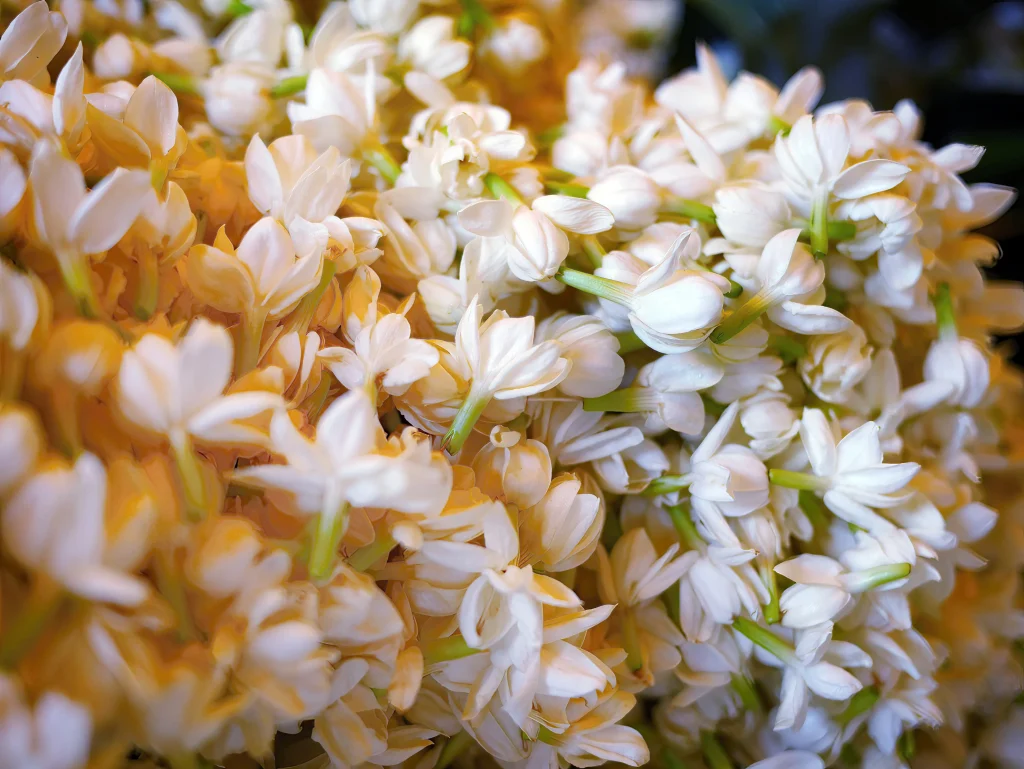 bunch of jasmine flowers