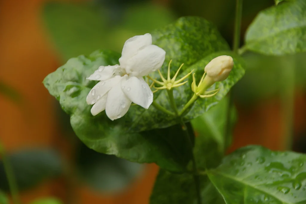 chameli flower image