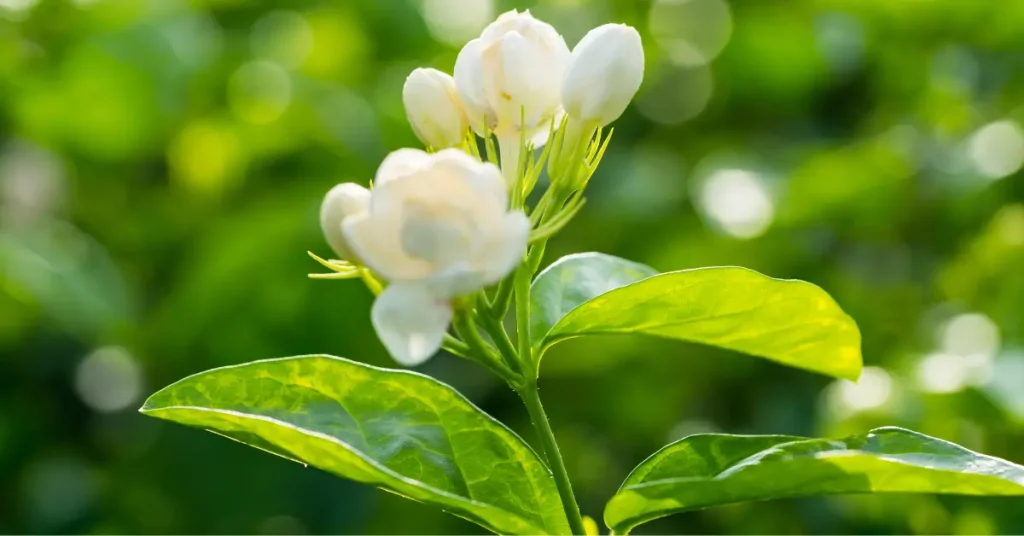 is jasmine flower edible