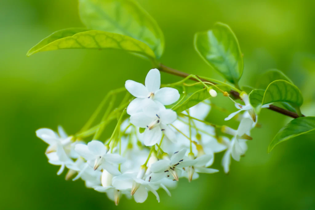 chameli flower photo