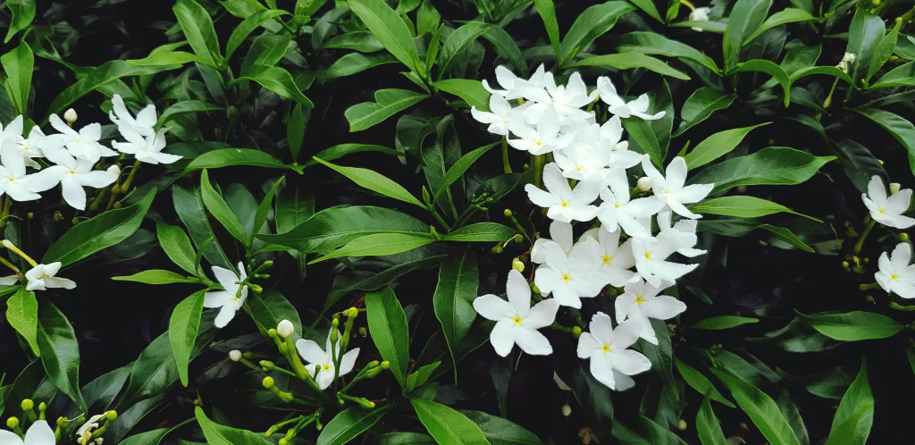 jasmine flower photo