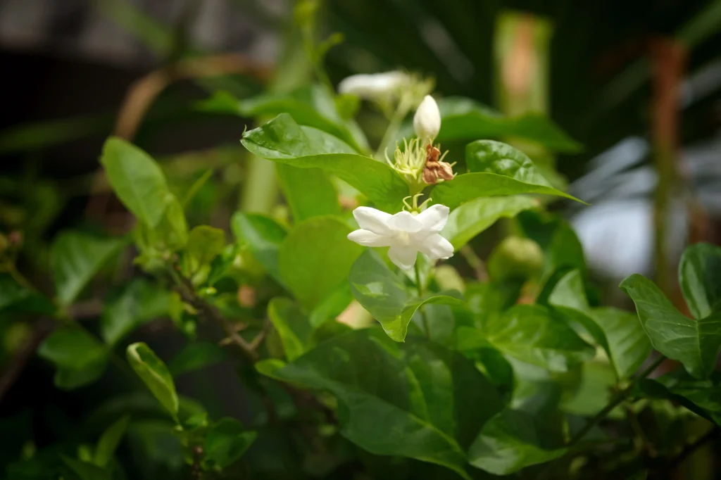 jasmine flower photo