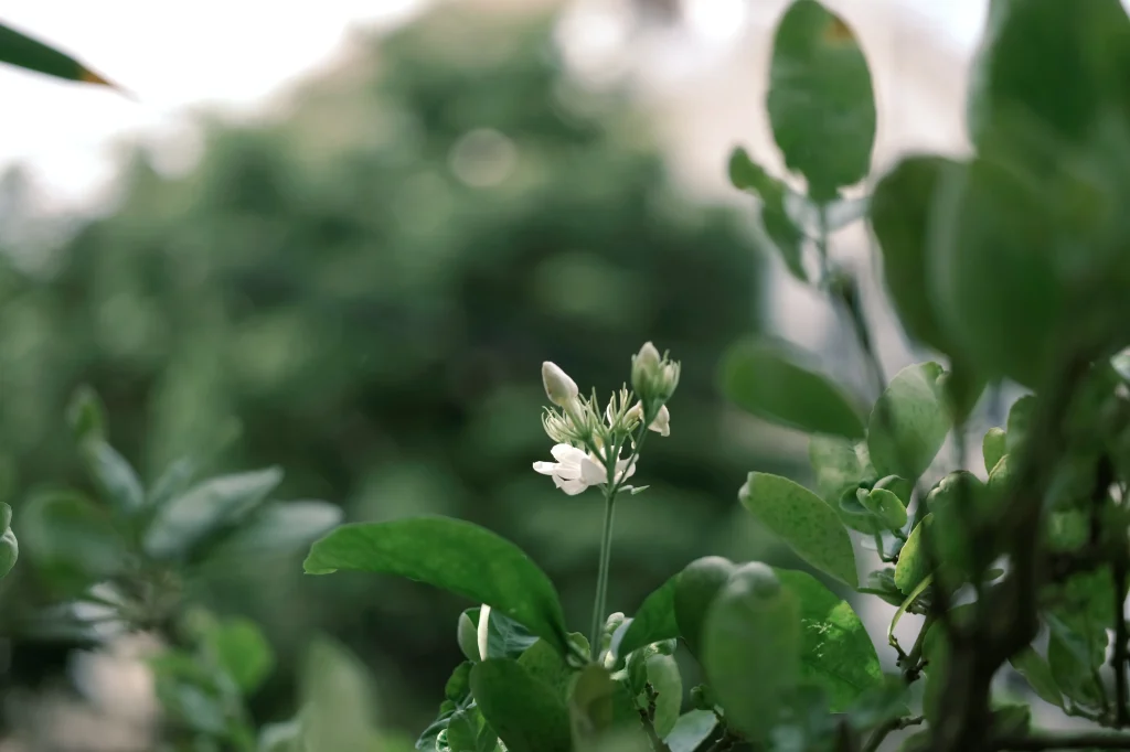 jasmine flower photo