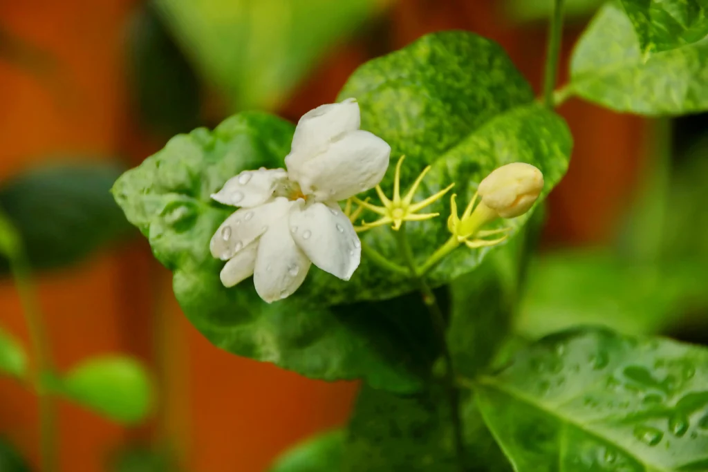 jasmine flower photo