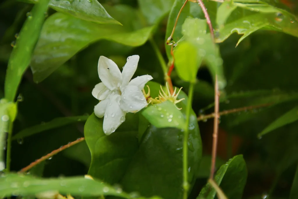 jasmine flower photo