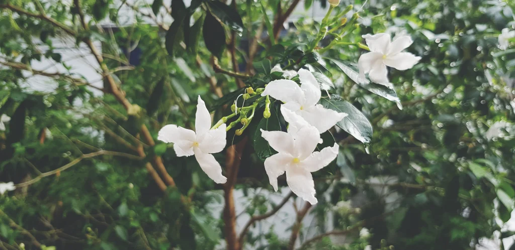 jasmine flower photo