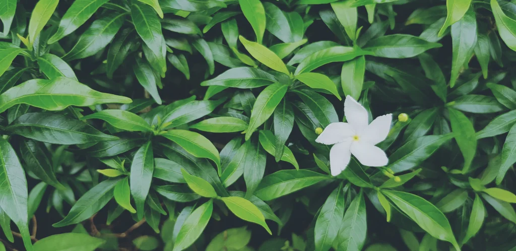 jasmine flower photo