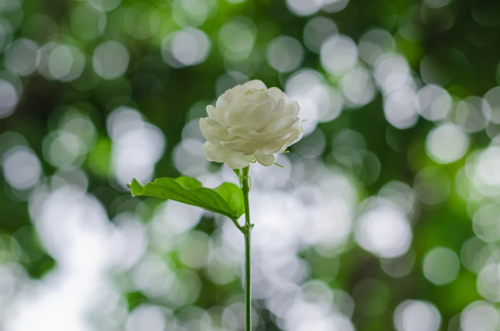 jasmine flower photo