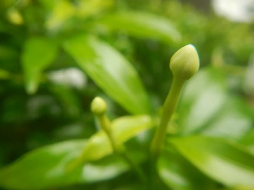 jasmine flower photo