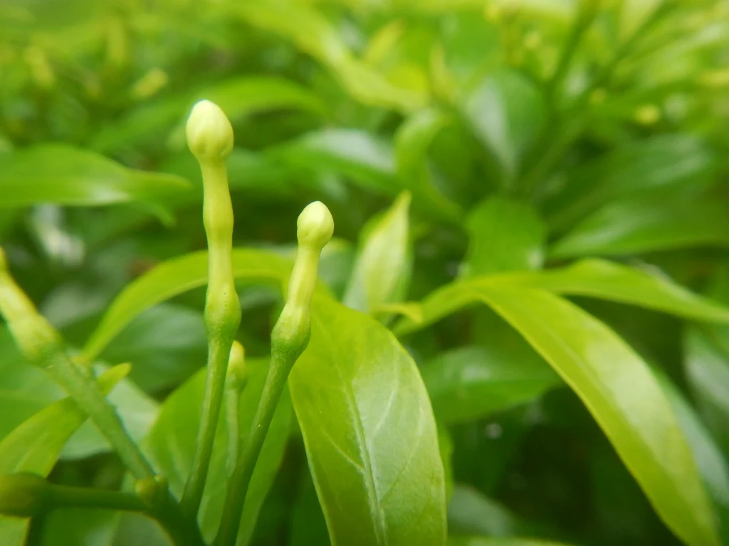 jasmine flower photo