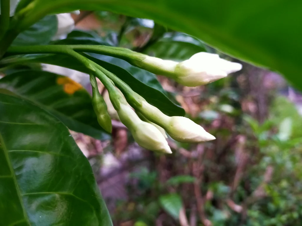 jasmine flower photo