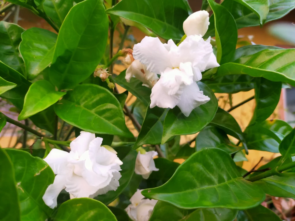 jasmine flower photo