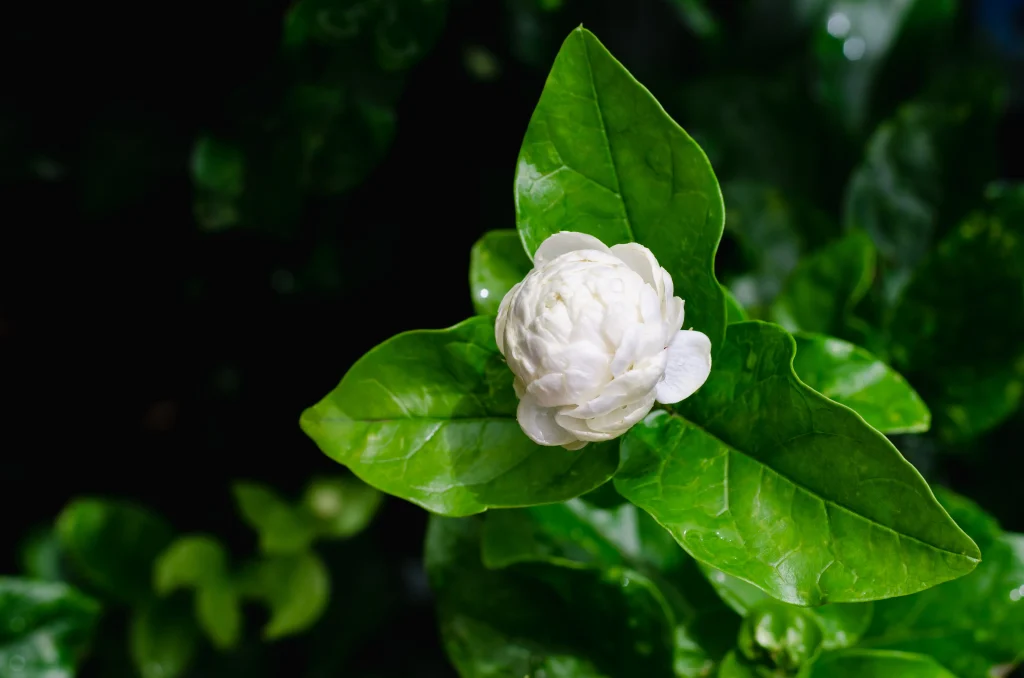 jasmine flower photo