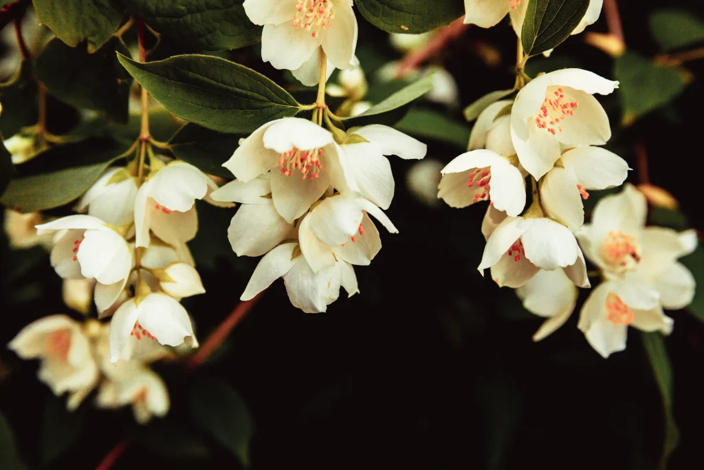 jasmine flower pic.