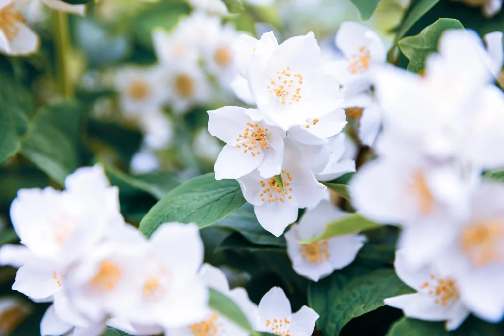 jasmine flower pic white