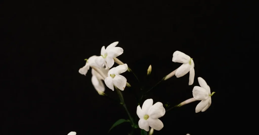 jasmine flower wallpaper 5