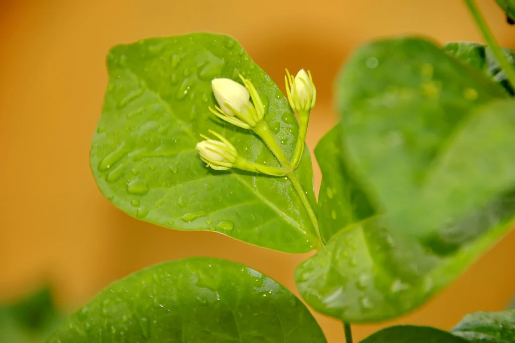 jasmine flower wallpaper