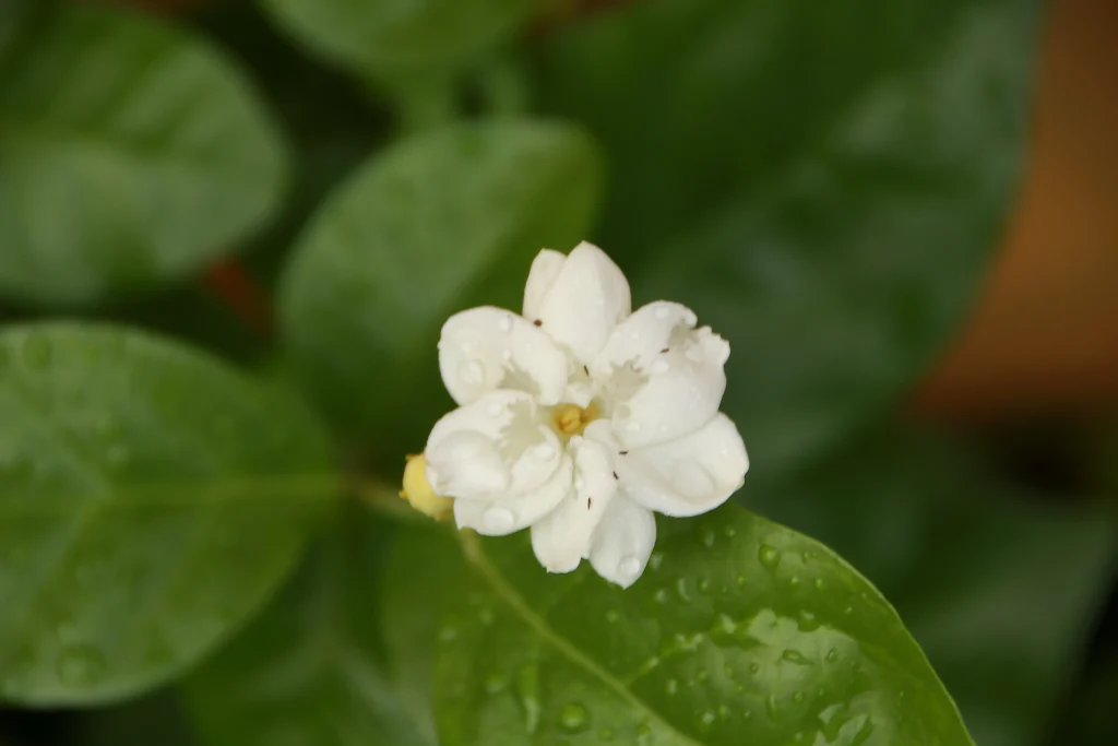 jasmine flower wallpaper