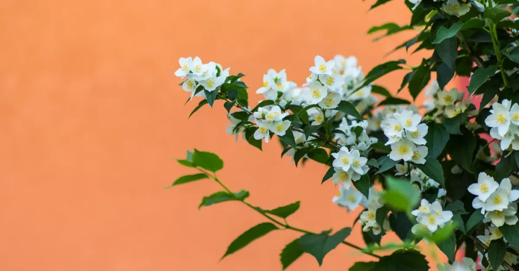 jasmine image