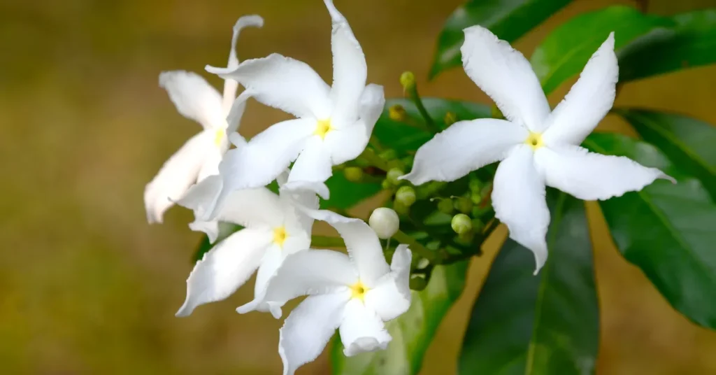 jasmine image