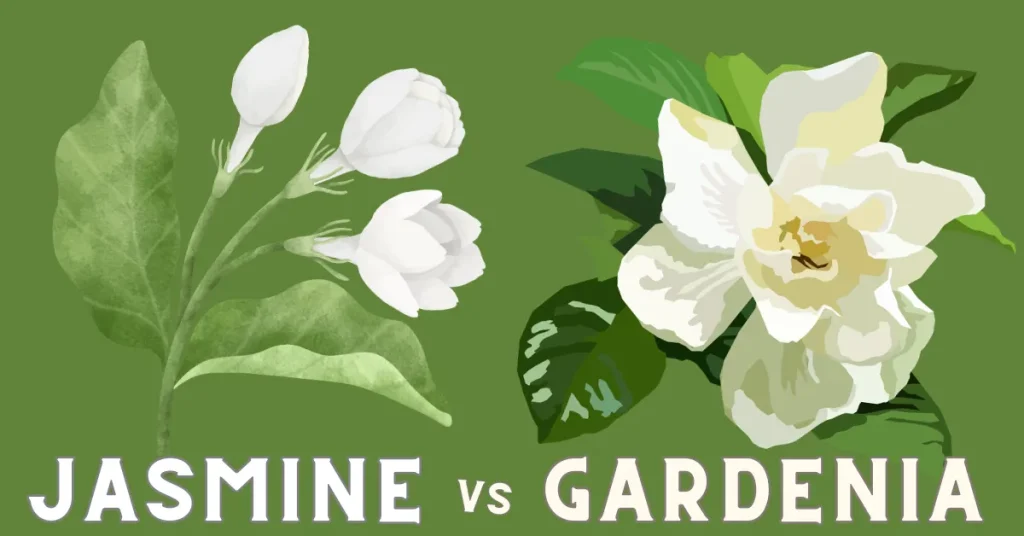 jasmine vs gardenia phool