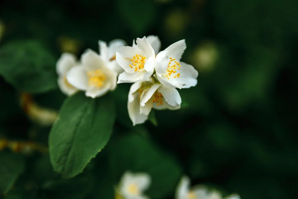 jasminum flower