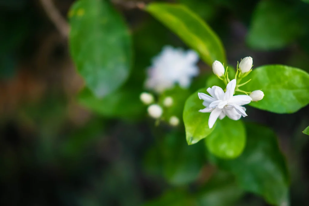 white chameli flower image