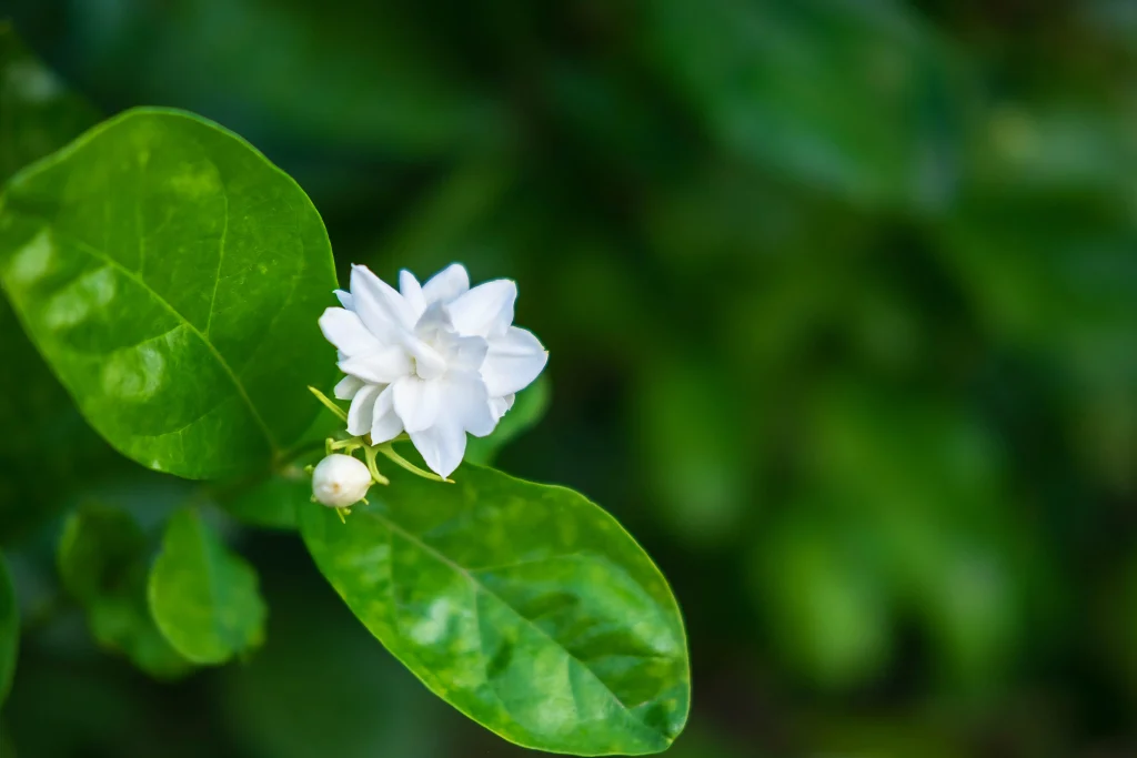 white chameli flower image