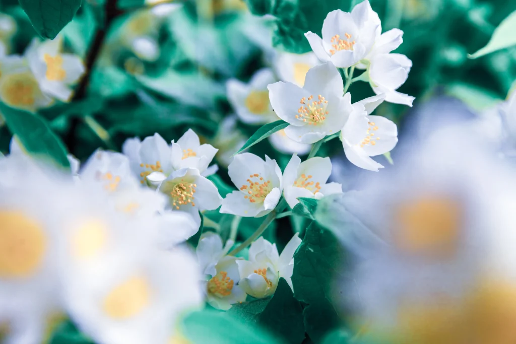 white jasmine blossom flower in spring time