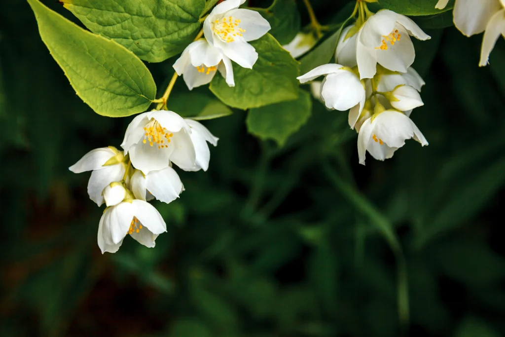 white jasmine blossom flower in spring time