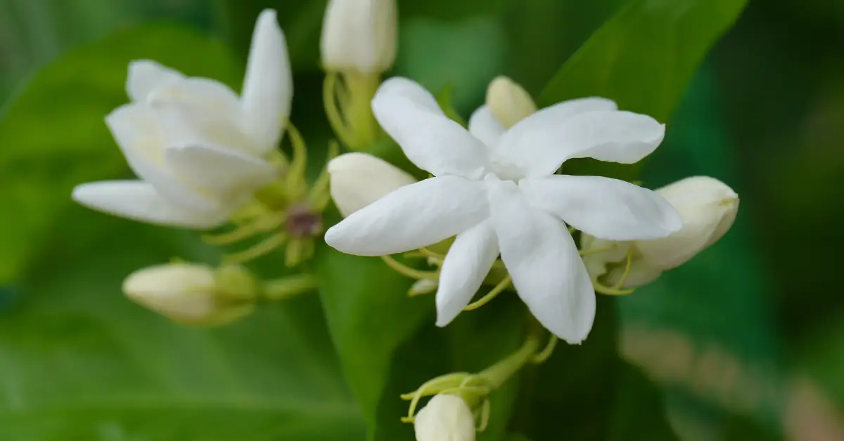 chameli flower season featured image