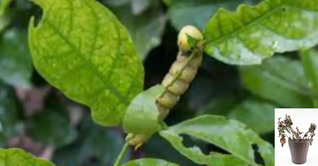 jasmine plant dying