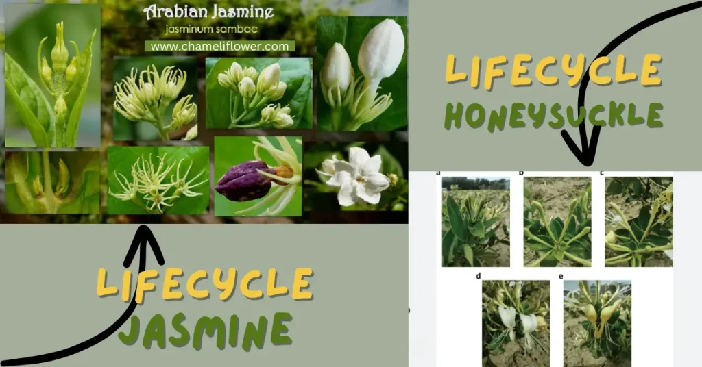 jasmine vs honeysuckle lifespan