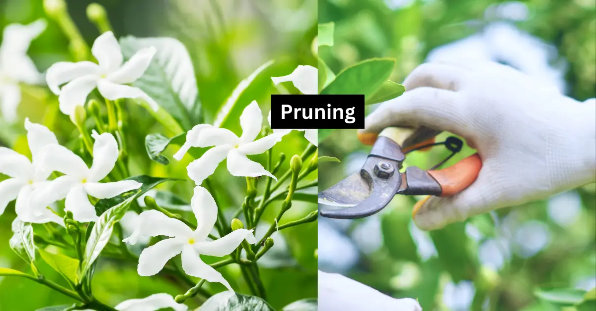 how to prune star jasmine