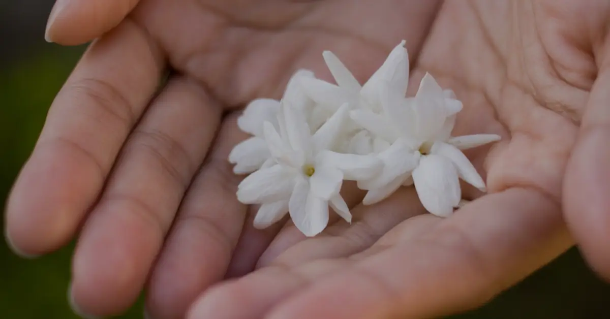 what does jasmine flower symbolize