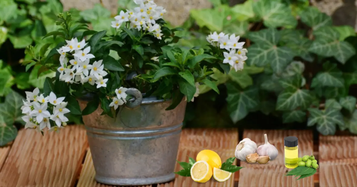 How To Treat Jasmine Plant Pests organically