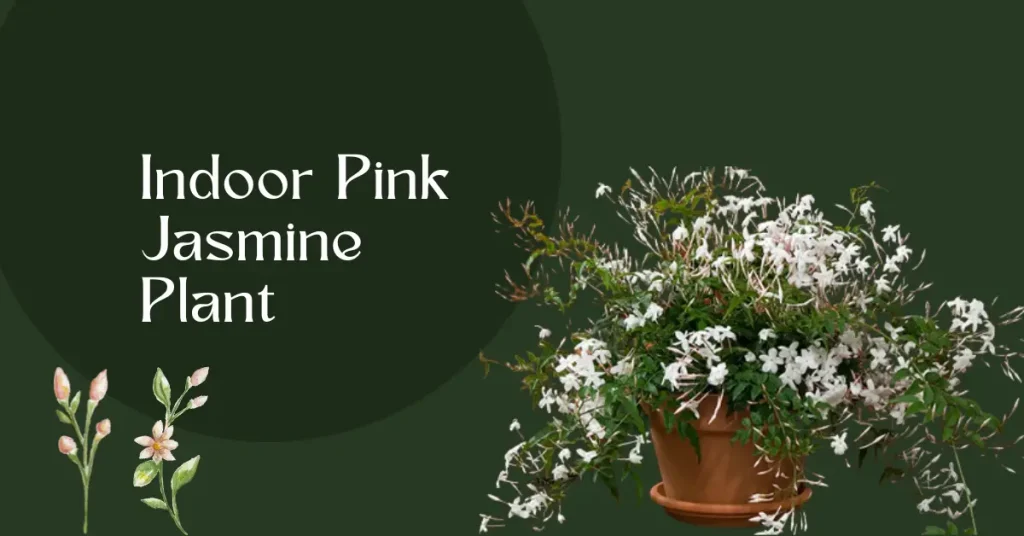 Indoor Pink Jasmine Plant