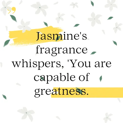 beautiful lines jasmine flowers