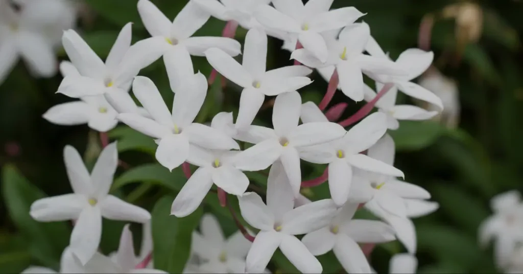 does jasmine attract bees-structure