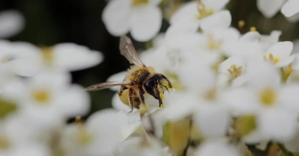 does jasmine flower attract bees 